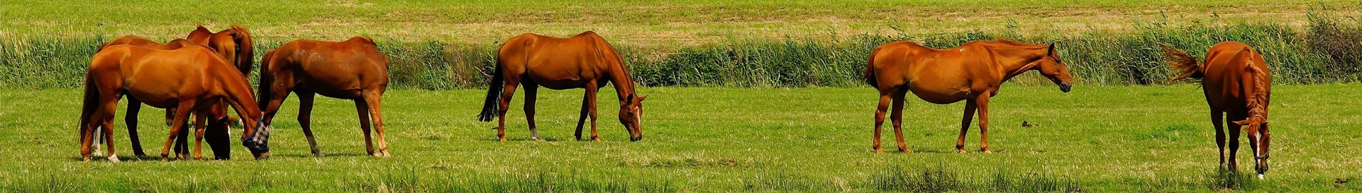 Natural Horse 1-2017/ Herdenverhalten – Was wir von Rangordnung lernen können
